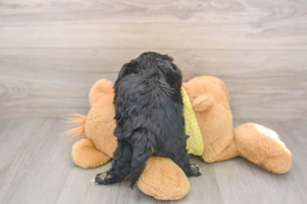 Cavapoo Pup Being Cute