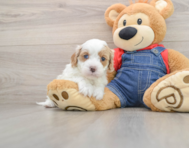 8 week old Cavapoo Puppy For Sale - Pilesgrove Pups