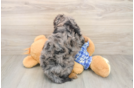 Playful Cavapoodle Poodle Mix Puppy