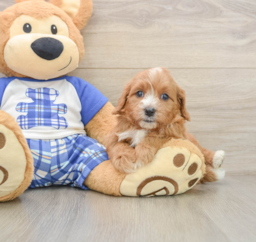 7 week old Cavapoo Puppy For Sale - Pilesgrove Pups