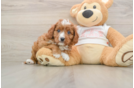 Playful Cavapoodle Poodle Mix Puppy