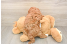 Adorable Cavalier King Charles Spaniel and Poodle Mix Poodle Mix Puppy