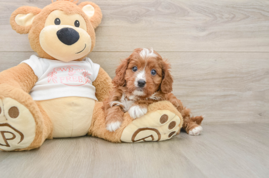 Cavapoo Puppy for Adoption