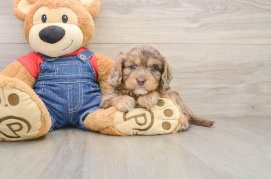 Playful Cavapoodle Poodle Mix Puppy