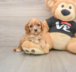 7 week old Cavapoo Puppy For Sale - Pilesgrove Pups
