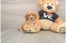 Fluffy Cavapoo Poodle Mix Pup