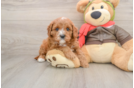 Cavapoo Puppy for Adoption