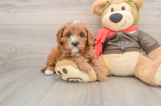 Cavapoo Puppy for Adoption