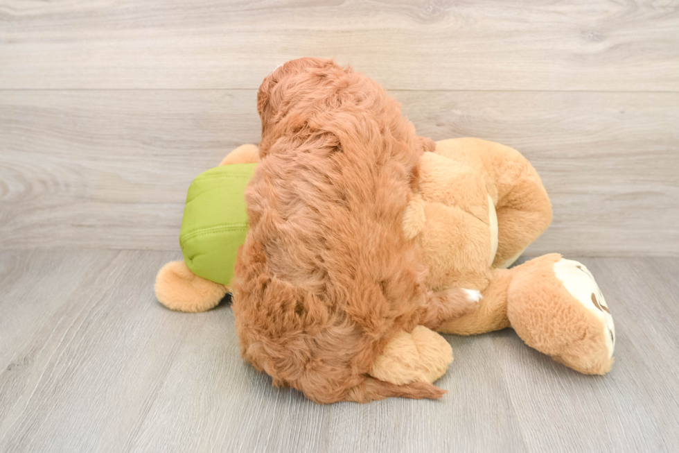 Adorable Cavalier King Charles Spaniel and Poodle Mix Poodle Mix Puppy