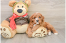 Best Cavapoo Baby
