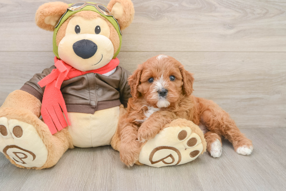 Best Cavapoo Baby