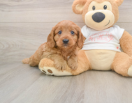 8 week old Cavapoo Puppy For Sale - Pilesgrove Pups