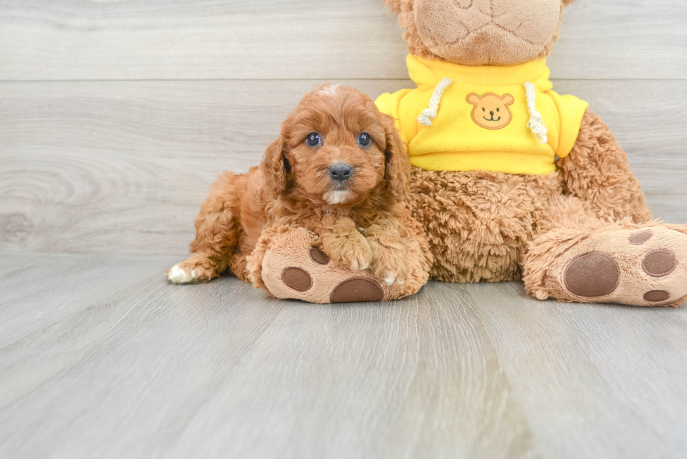 Friendly Cavapoo Baby