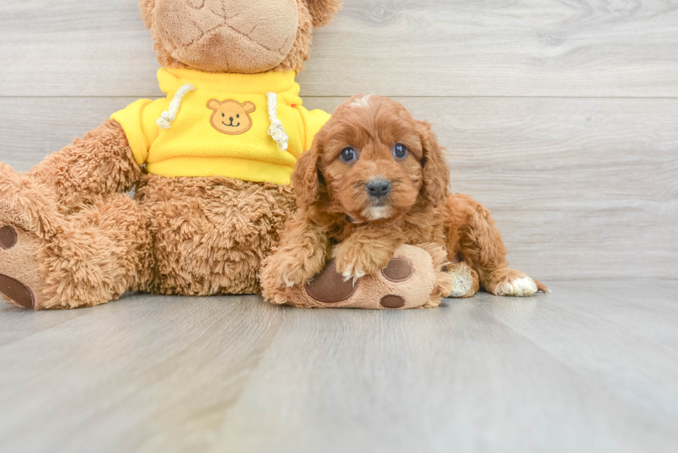 Best Cavapoo Baby