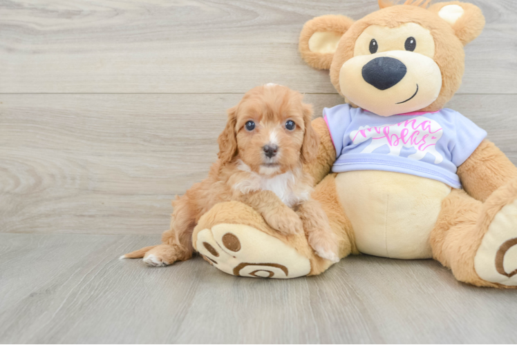 Hypoallergenic Cavadoodle Poodle Mix Puppy