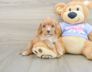 8 week old Cavapoo Puppy For Sale - Pilesgrove Pups