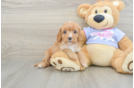 Hypoallergenic Cavadoodle Poodle Mix Puppy