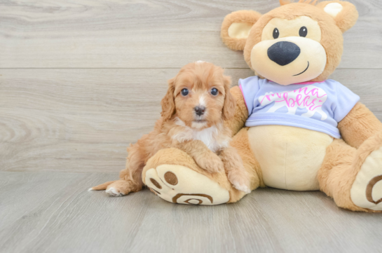 Hypoallergenic Cavadoodle Poodle Mix Puppy