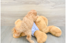 Best Cavapoo Baby