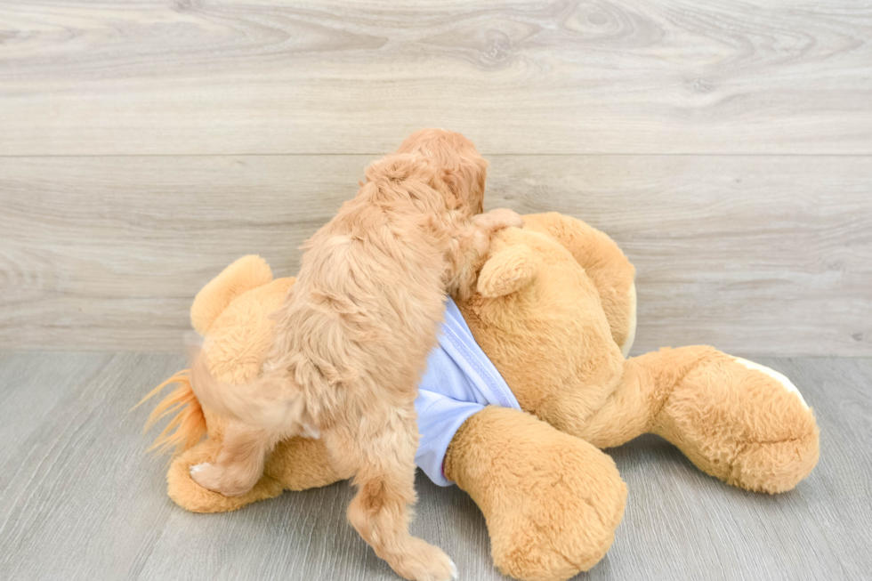 Best Cavapoo Baby