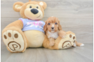 Petite Cavapoo Poodle Mix Pup
