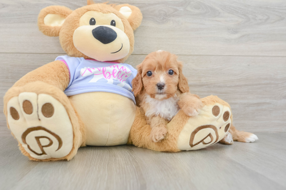 Petite Cavapoo Poodle Mix Pup