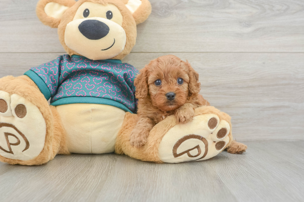 5 week old Cavapoo Puppy For Sale - Pilesgrove Pups