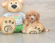 8 week old Cavapoo Puppy For Sale - Pilesgrove Pups