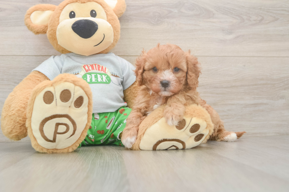 5 week old Cavapoo Puppy For Sale - Pilesgrove Pups