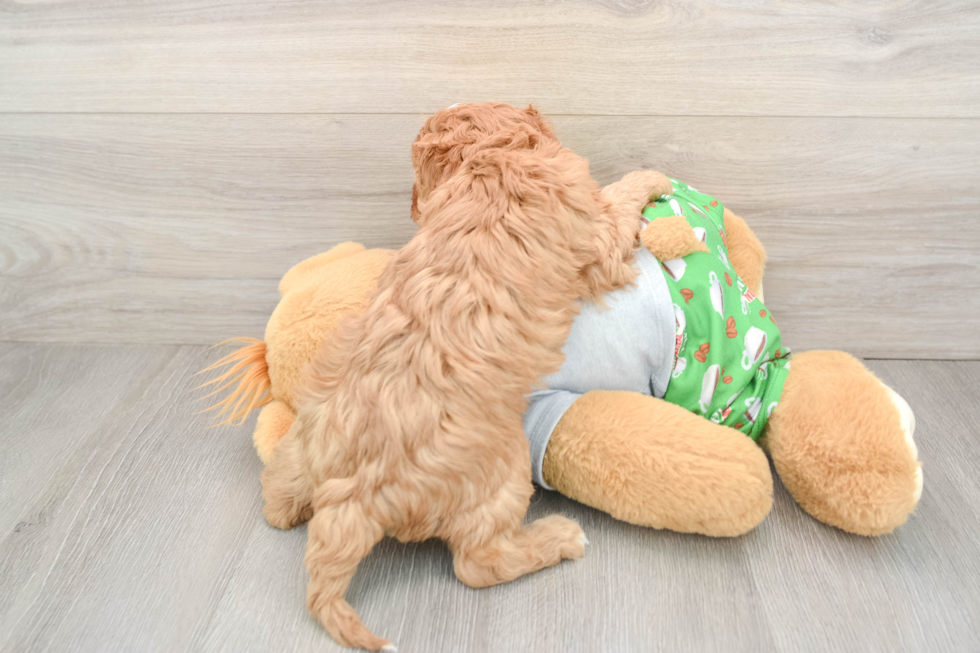 Hypoallergenic Cavadoodle Poodle Mix Puppy