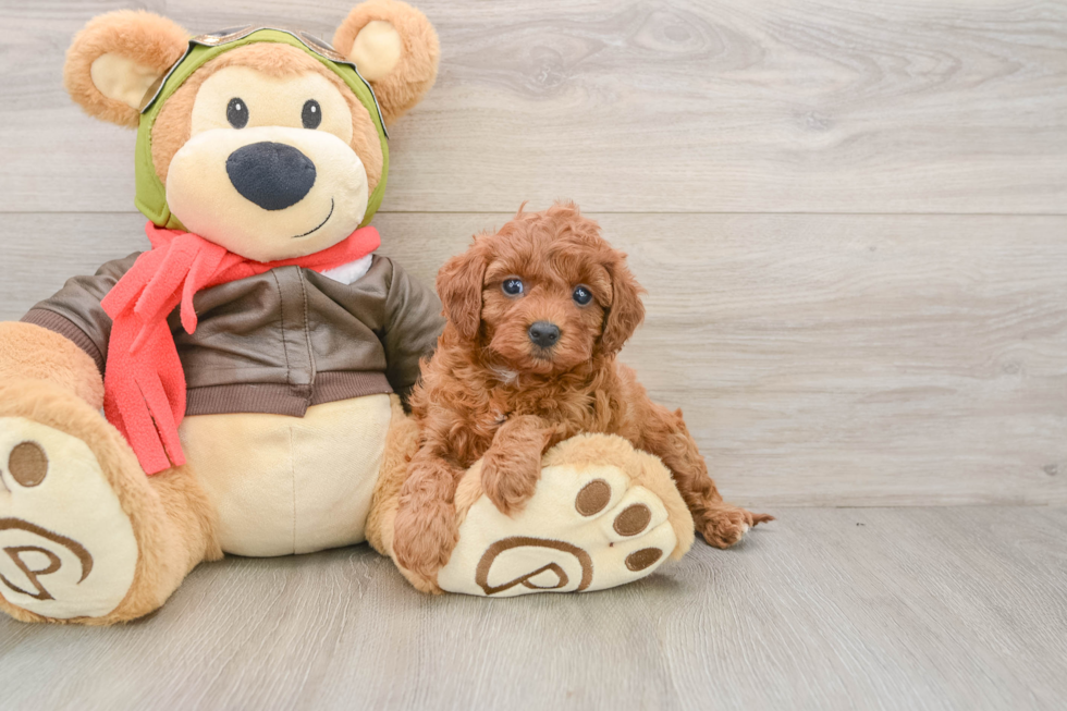 Friendly Cavapoo Baby