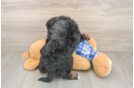 Cute Cavapoo Baby