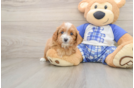 Cavapoo Pup Being Cute