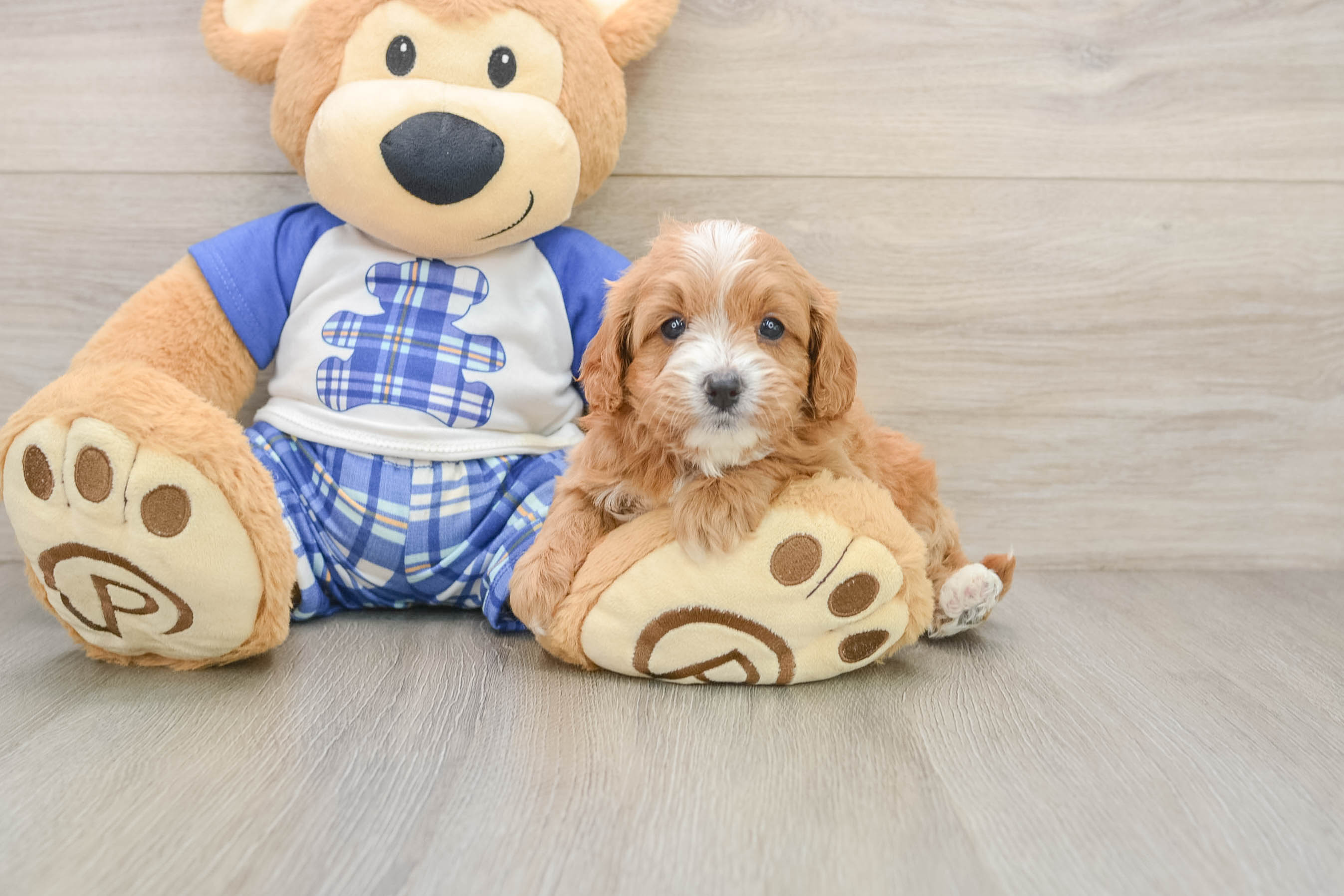 Cute Cavapoo Baby