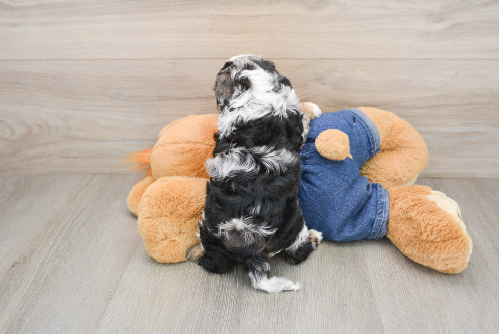 Cavapoo Pup Being Cute