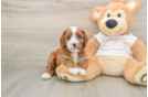 Cavapoo Pup Being Cute