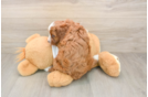 Smart Cavapoo Poodle Mix Pup
