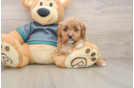 Popular Cavapoo Poodle Mix Pup