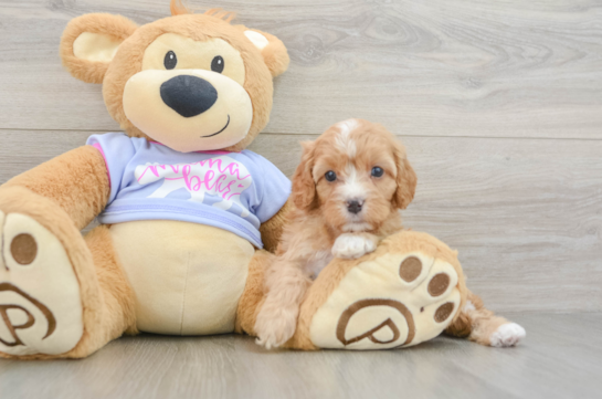 Funny Cavapoo Poodle Mix Pup