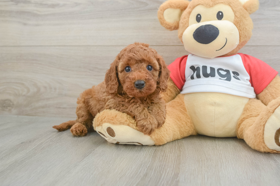 5 week old Cavapoo Puppy For Sale - Pilesgrove Pups