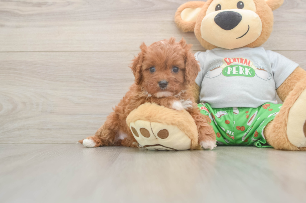 5 week old Cavapoo Puppy For Sale - Pilesgrove Pups