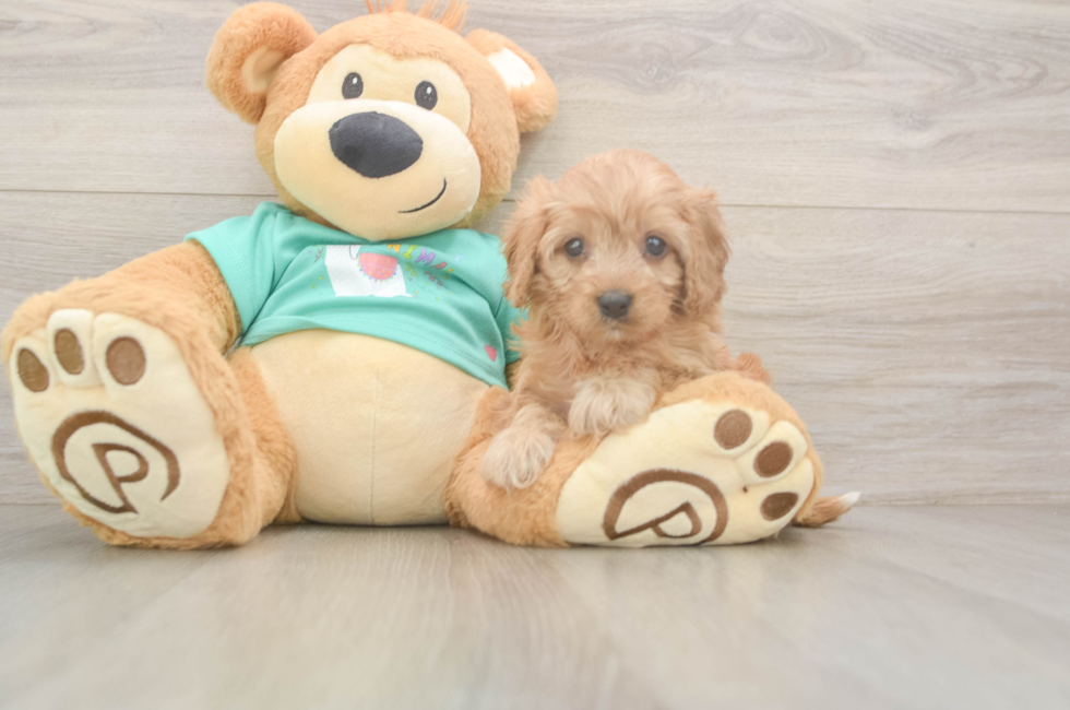6 week old Cavapoo Puppy For Sale - Pilesgrove Pups