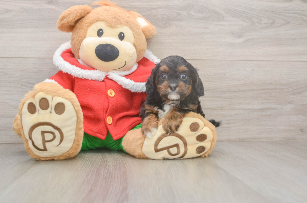6 week old Cavapoo Puppy For Sale - Pilesgrove Pups