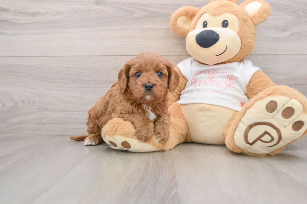 Petite Cavapoo Poodle Mix Pup