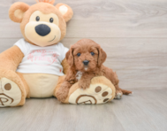8 week old Cavapoo Puppy For Sale - Pilesgrove Pups
