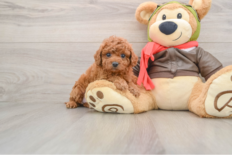 Smart Cavapoo Poodle Mix Pup
