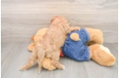 Cavapoo Puppy for Adoption