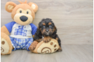 Cavapoo Puppy for Adoption