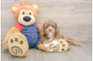 Happy Cavapoo Baby