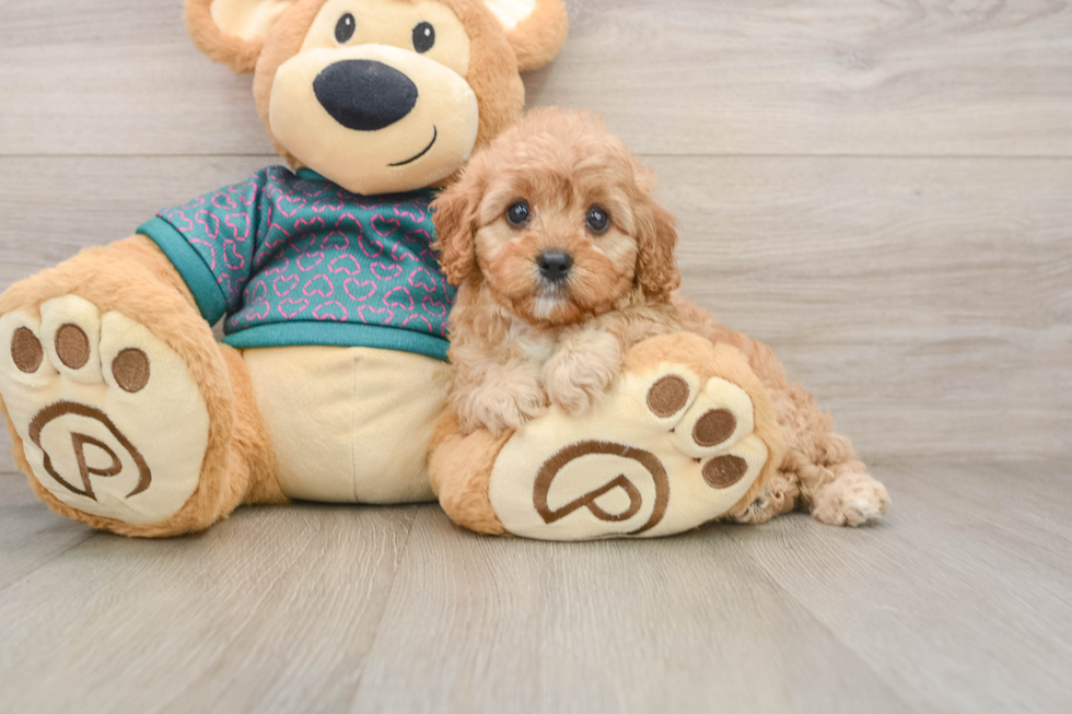 Cavapoo Pup Being Cute